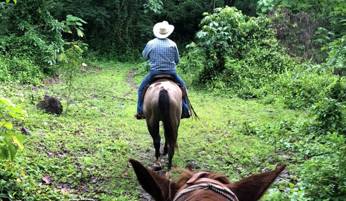 Jungle Horseback Adventure to Las Palmas Waterfall All Included ft 3