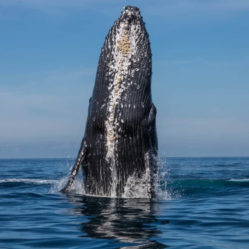 NakaweAdventures-WhaleWatching7 (2)