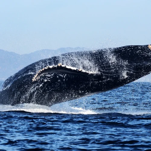 NakaweAdventures-WhaleWatching7 (4)