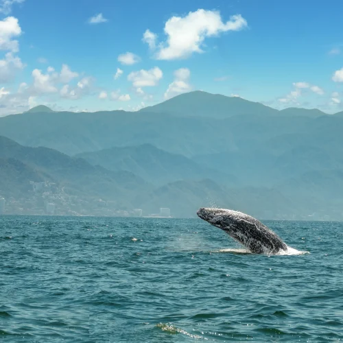 NakaweAdventures-WhaleWatching7 (5)