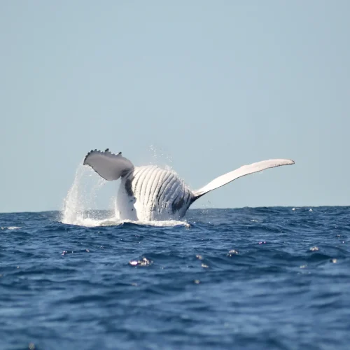 NakaweAdventures-WhaleWatching7